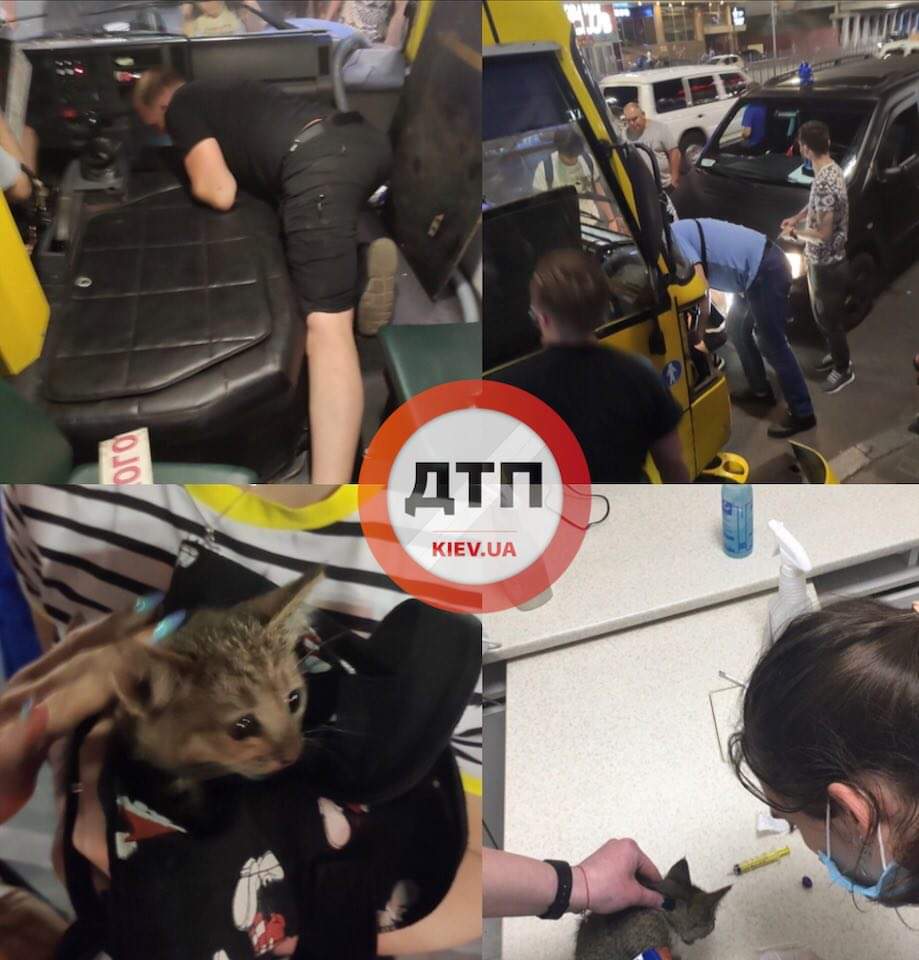 У Києві біля станції метро Лівобережна рятували маленьке кошеня, яке застряло в моторному відсіку маршрутки