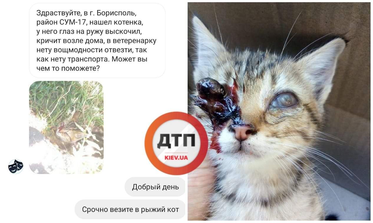 Котенка Борю, у которого выпал глазик, везут с Борисполя в Рыжий кот: сбор средств на лечение