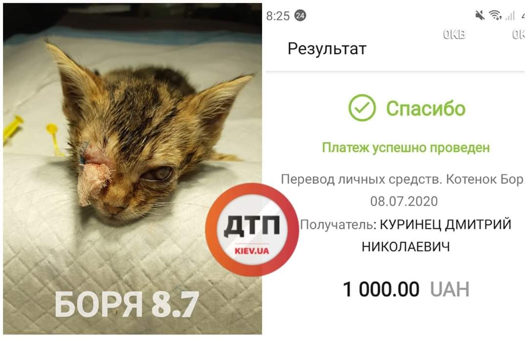Бездомный слепой котенок Боря с Борисполя стабилизирован и прооперирован: ему лучше, скоро будем искать новый дом
