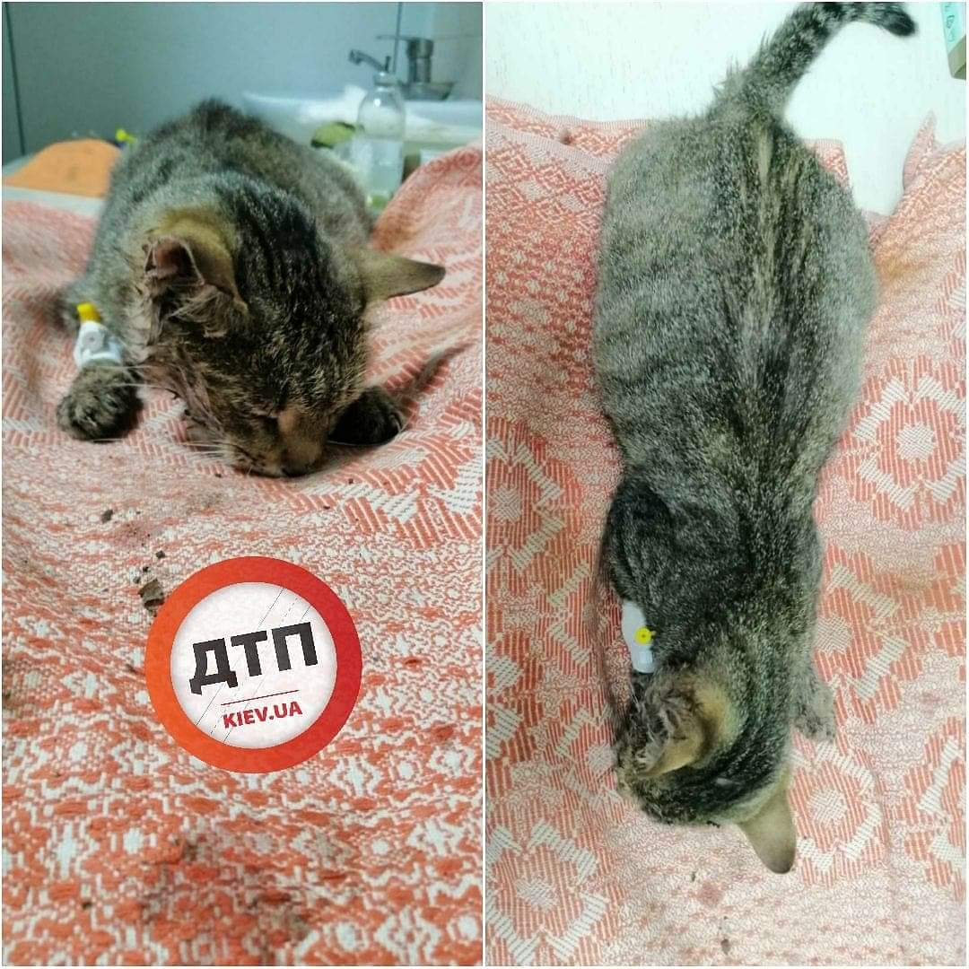Сбитая на трассе под Киевом кошка в критическом состоянии доставлена в Рыжий кот: начата интенсивная терапия