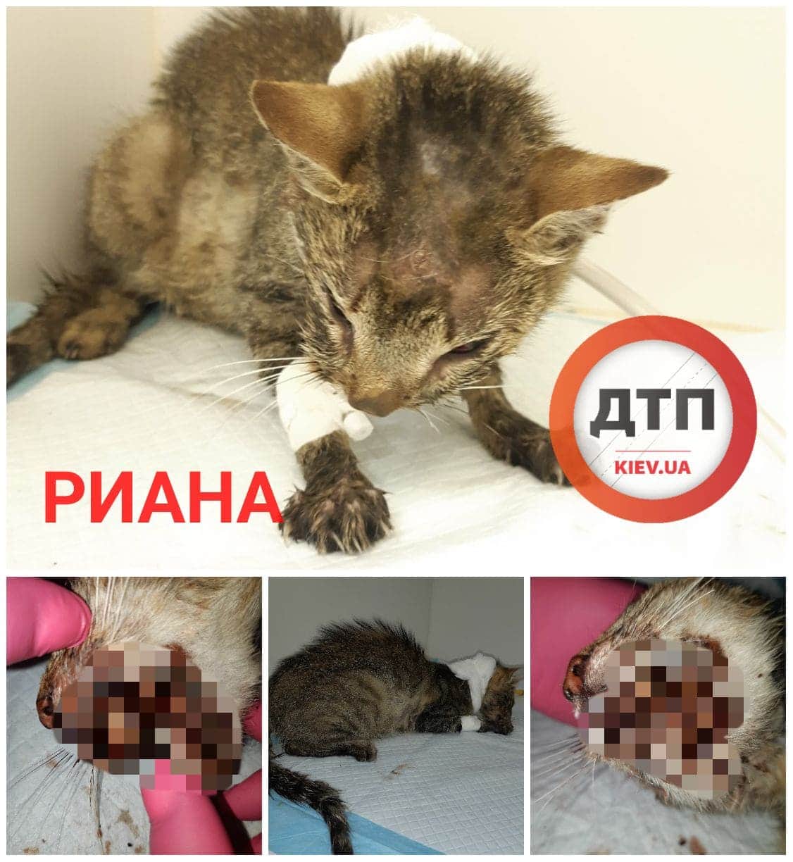 Кошечка Риана, доставленная в Рыжий кот с раздавленной головой в критическом состоянии: стабильно тяжелая, боремся за жизнь