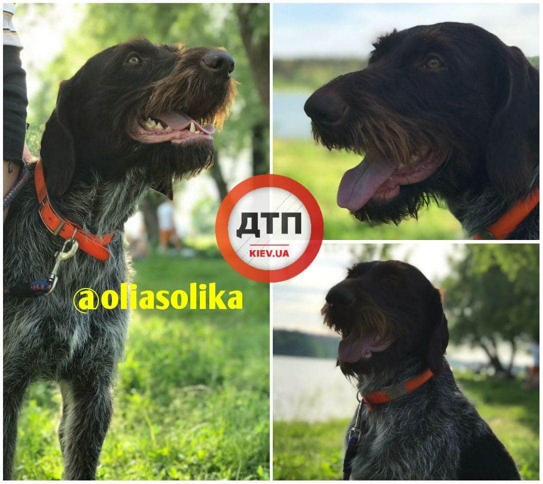 На Київщині пропала собака породи Дратхаар: допоможіть розшукати
