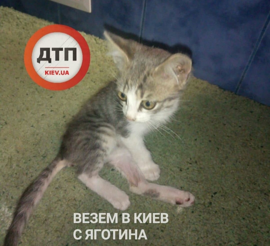 На Киевщине дети покалечили маленького котенка - вырвали лапу: срочный сбор средств на спасение