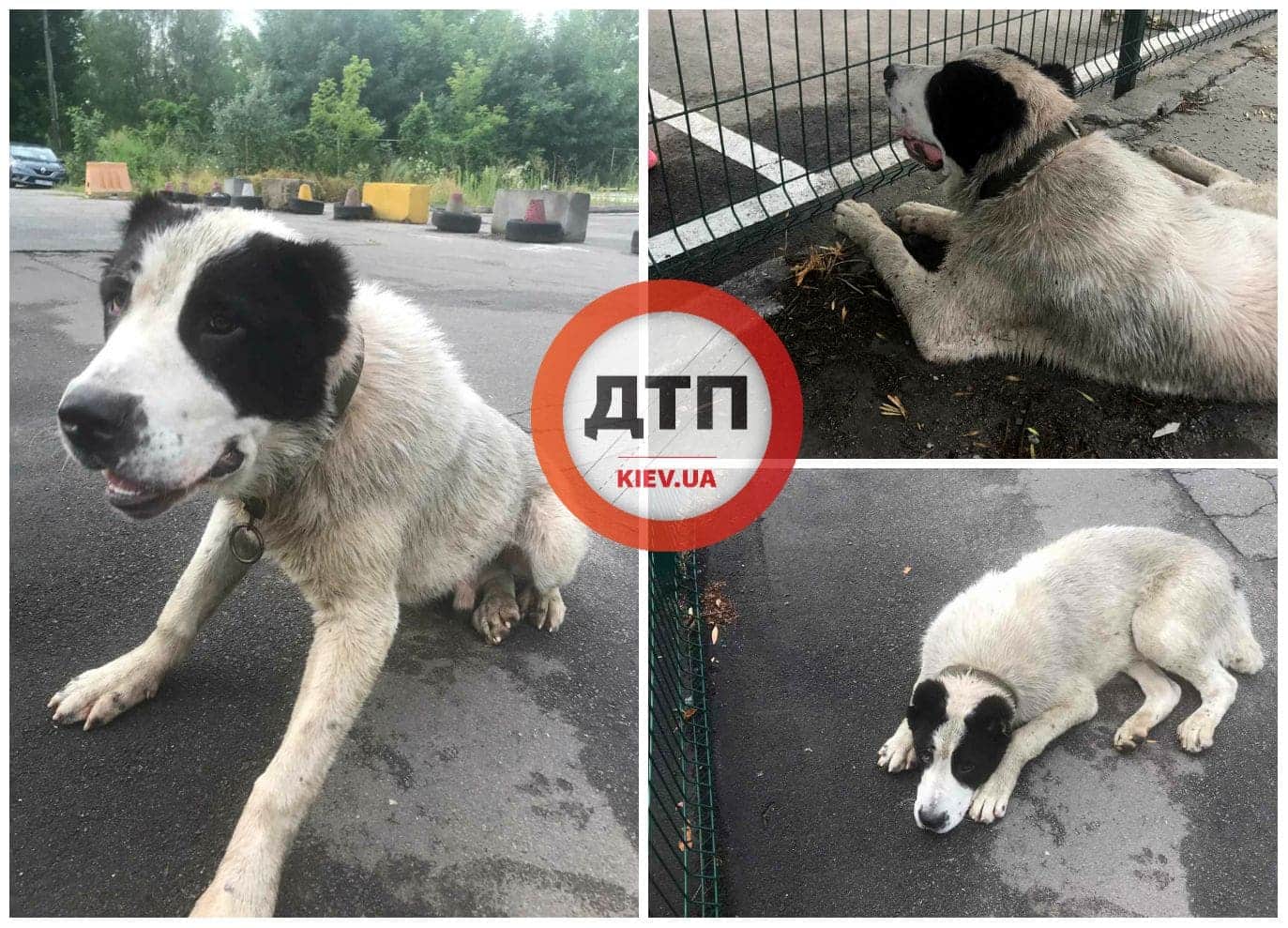 В Киеве не далеко от аэропорта "Киев", возле теннисного корта МТА найдена собака породы Алабай: ищем хозяев
