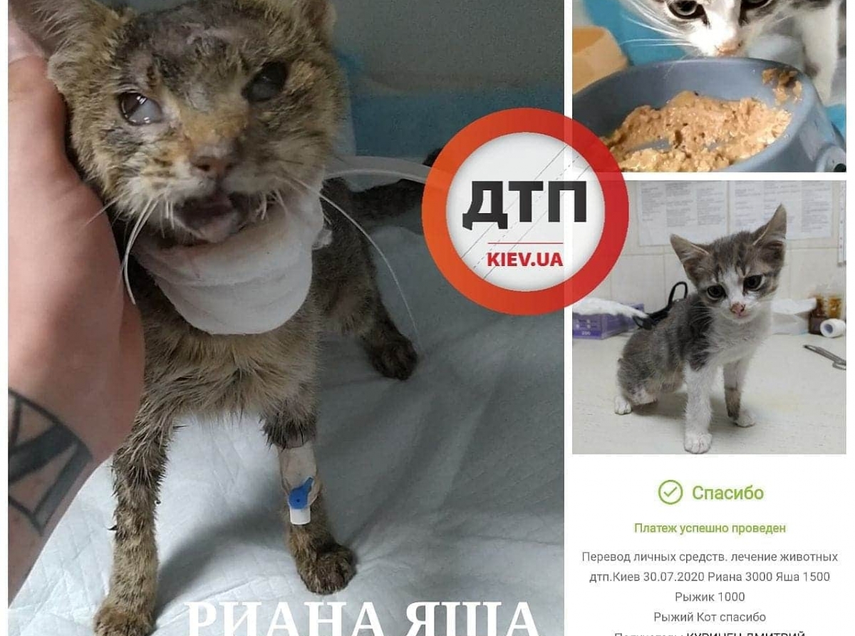 Пока люди не ценят свою жизнь и в 100 укр гривен, в клиниках маленькие комочки отчаянно боряться со смертью и очень благодарны за пoмощь