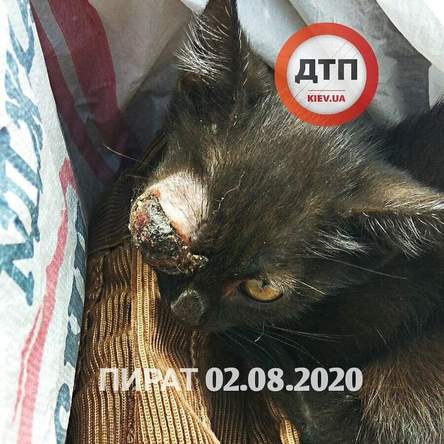 Помогите спасти Пирата - котенка нашли на улице: воспаление и некроз глаза, риск сепсиса