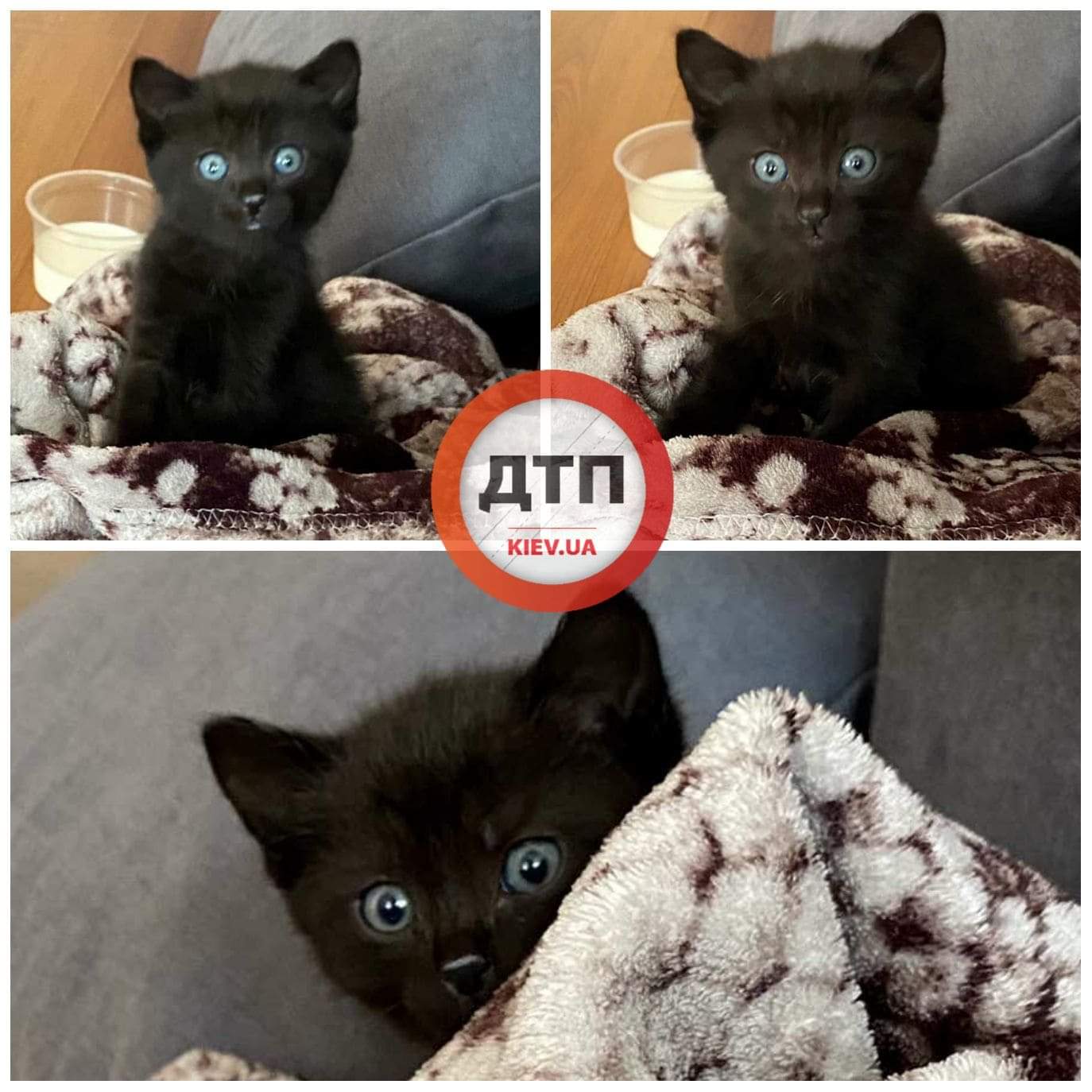 Маленький чудесный черный котёнок с красивыми голубыми глазками, которого в Киеве спасли из-под капота автомобиля, ищете любящую семью