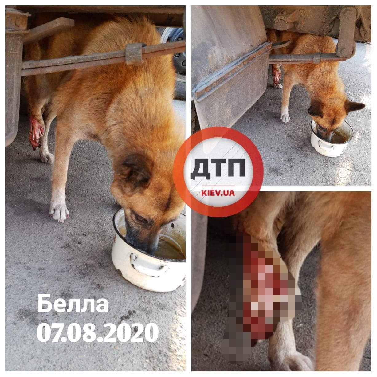 В Киеве автомобиль переехал лапу 10 летней собаке: открытый перелом - сбор средств на операцию