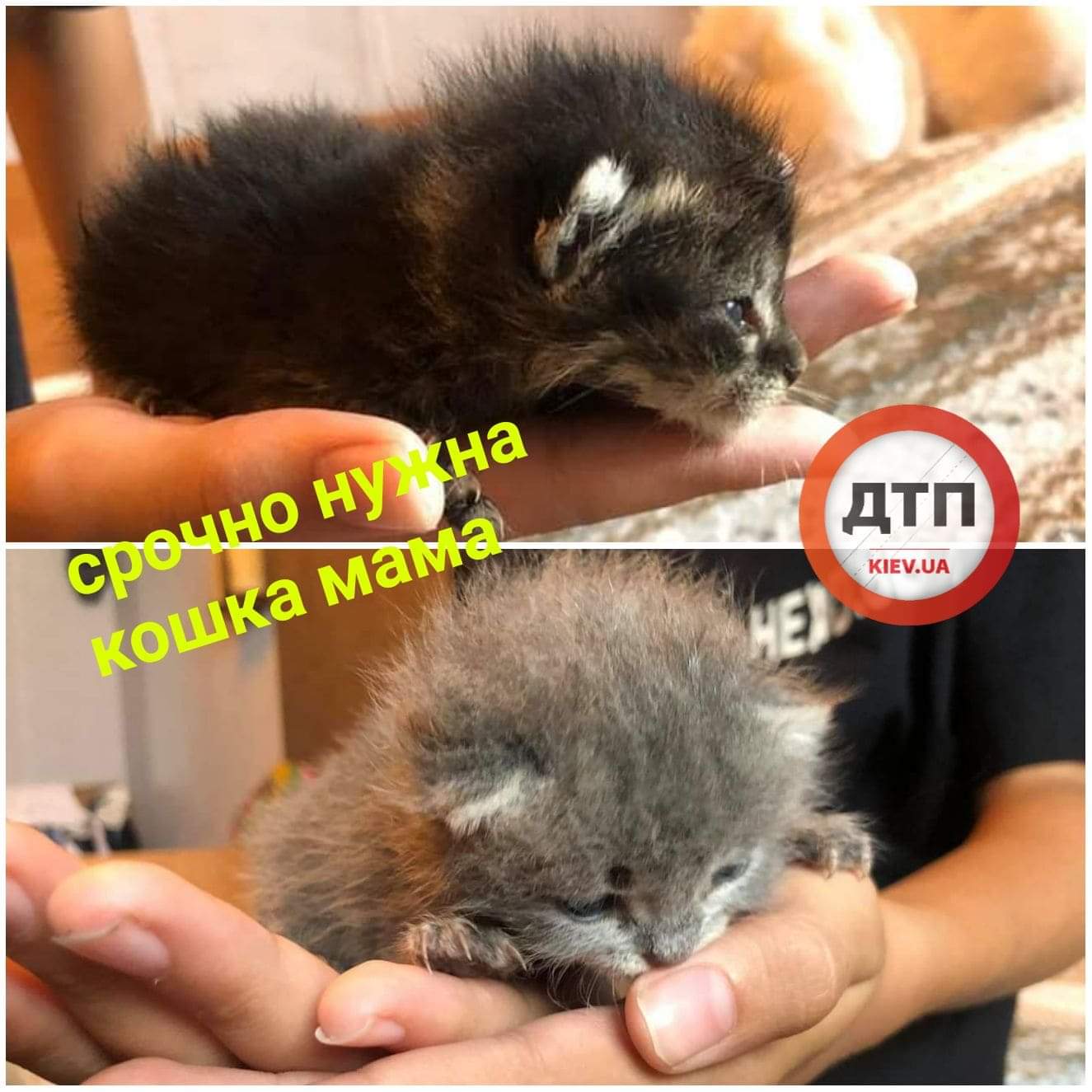 В Киеве на Осокорках срочно ищут кормящую кошку для новорожденных котят, который выбросили на мусорник