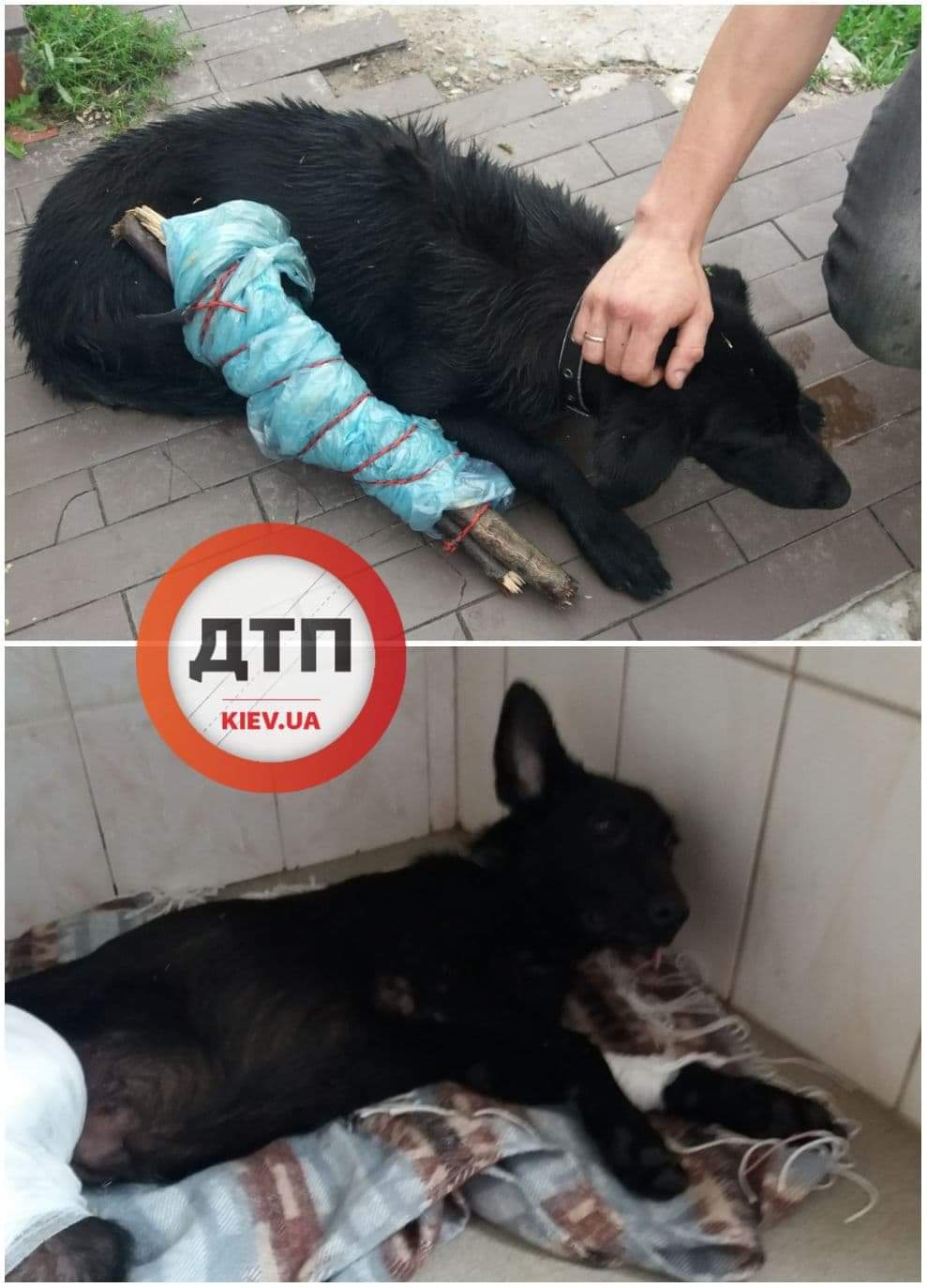 Чудесная история спасения: в Киеве на лесном массиве автомобиль переехал собаку, практически оторвало заднюю лапу