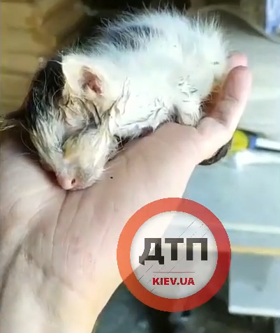 В Киеве на складе рабочие нашли новорожденного котенка в критическом состоянии: сбор средств на спасение