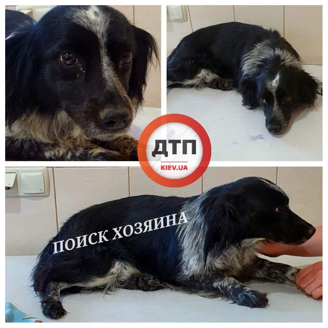 Сегодня в Вишневом на улице Черновола сбили собаку и бросили: поиск хозяев