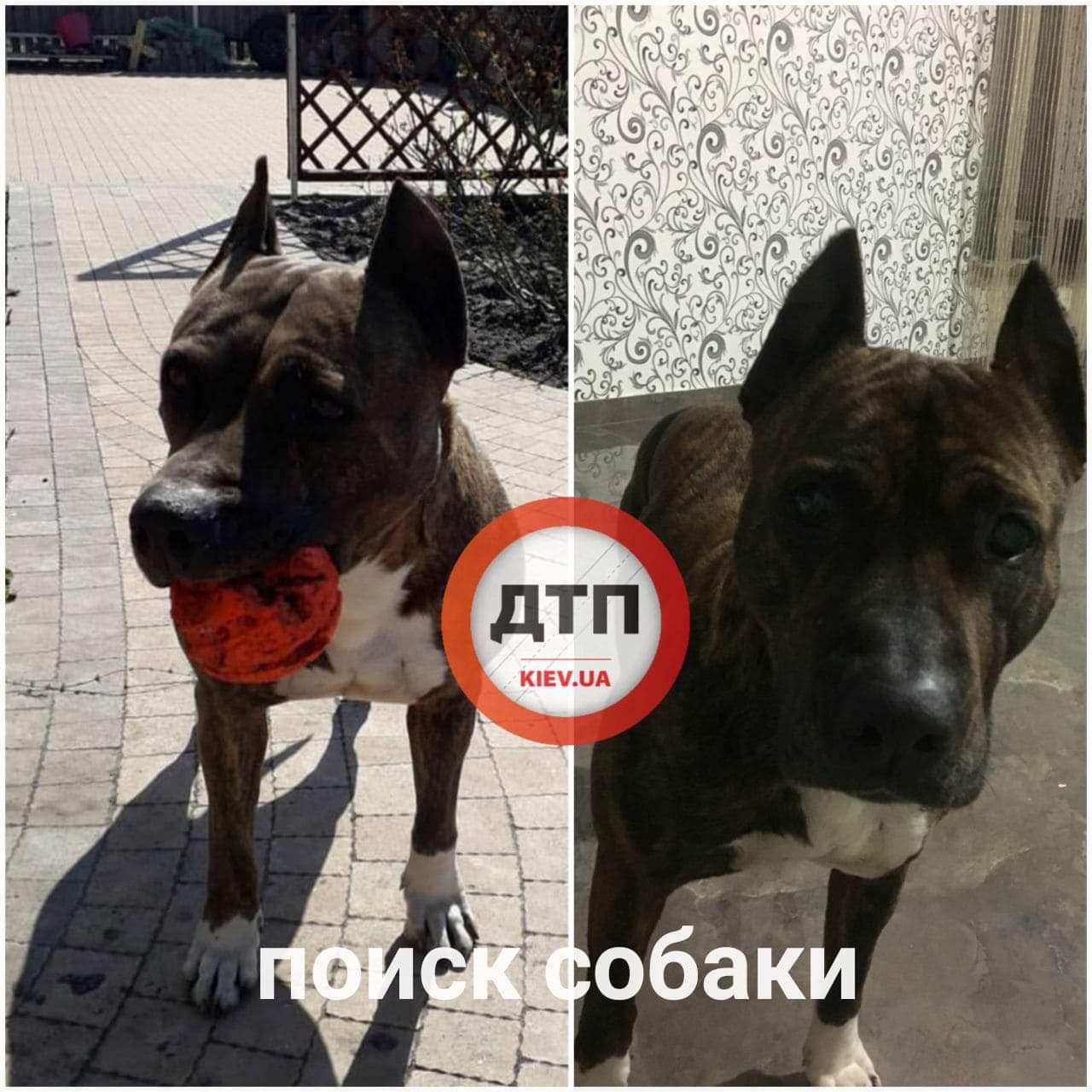 На Киевщине в селе Тарасовка пропала собака по кличке Багира: помогите найти