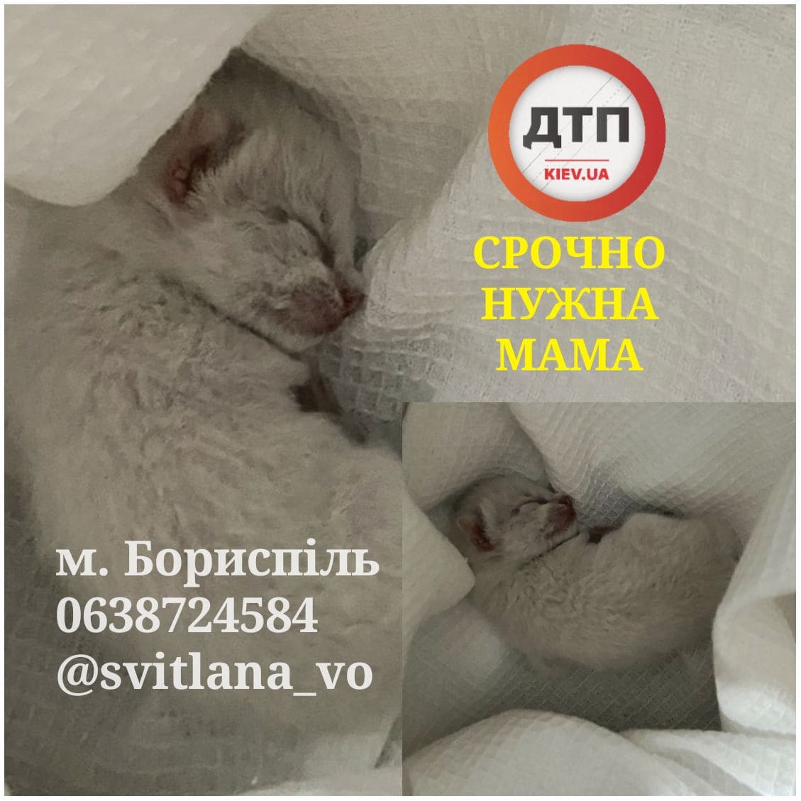 У Борисполі терміново шукають кішечку або людину яка зможе виходити кошеня,якому пару днів від народження