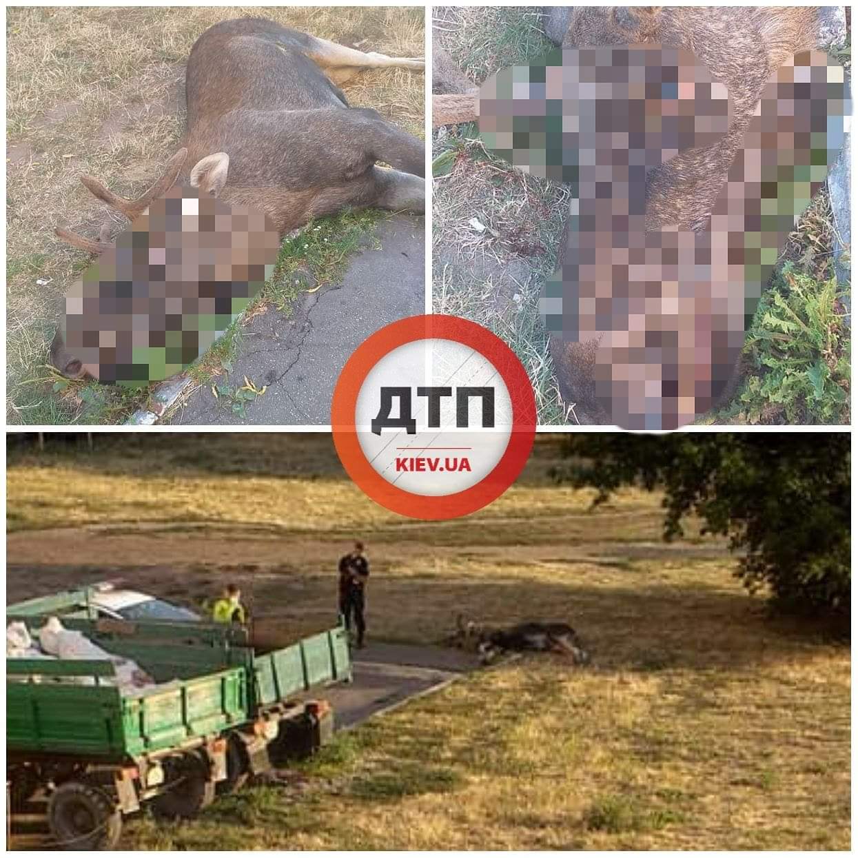 В Киеве на улице Саперно-Слободской автомобиль сбил лося, который два года жил в местных лесопосадках