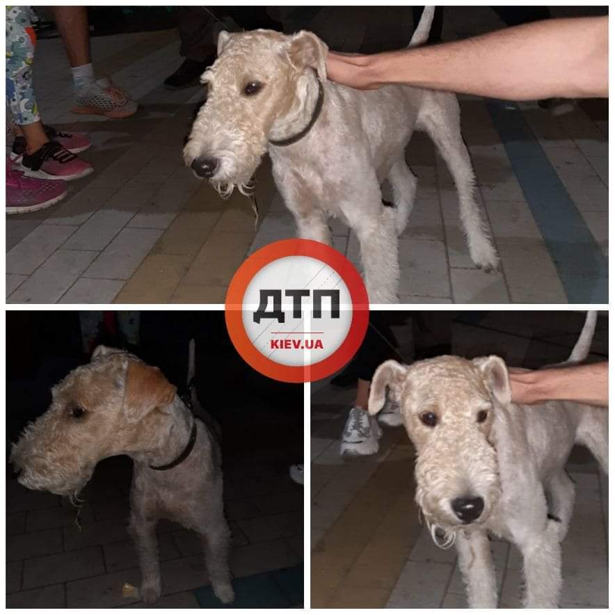 В Киеве в парке Партизанской славы найдена собака: срочно ищем хозяев