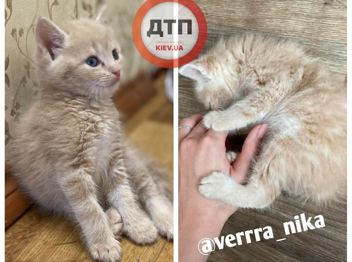 Активный, игривый котенок ищет дом и любящую семью