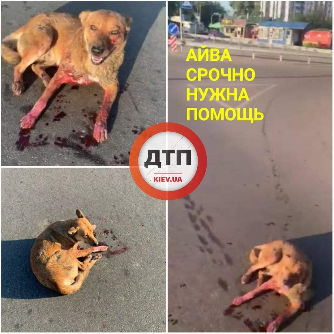 В Киеве около метро Славутич обнаружили окровавленную собаку с порезами, которая ползла с дач: срочно нужна финансовая помощь