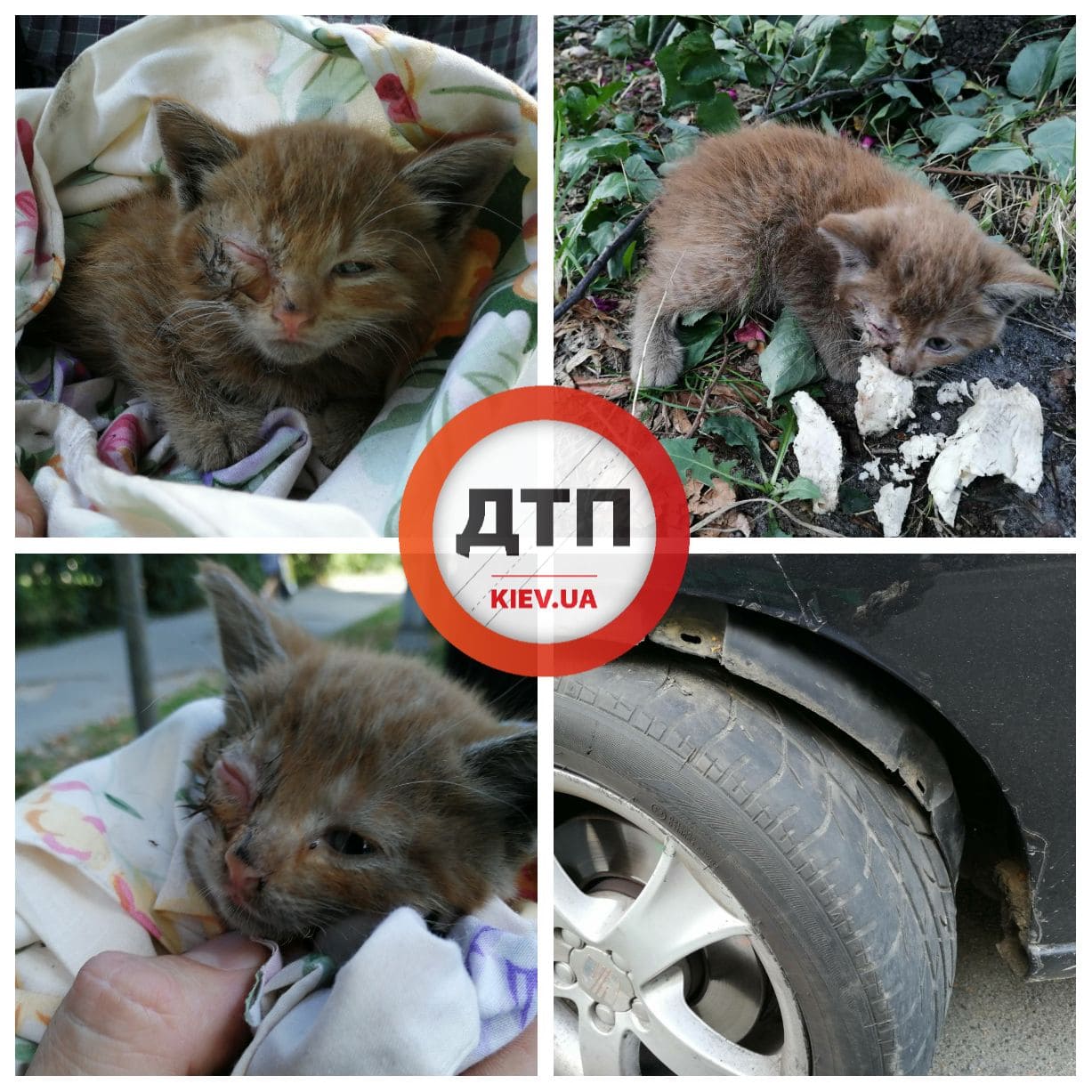 В Киеве чудом спасенный из авто котенок будет вылечен и отправлен  домой: ищем хозяина
