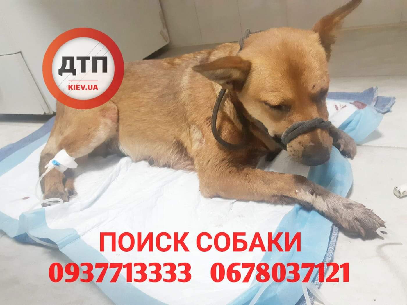 В Киеве на проспекте Науки сбежала собака: помогите найти