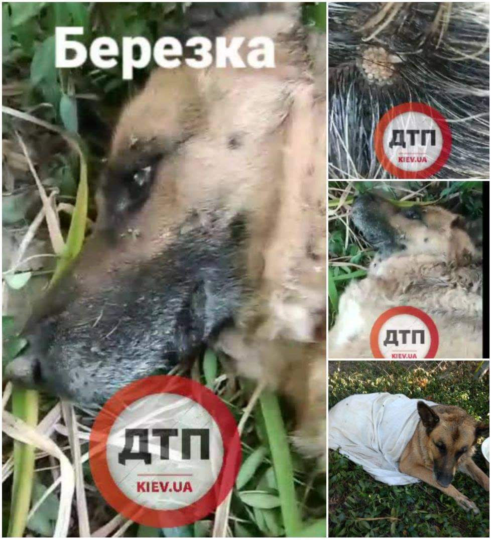 На Киевщине под Березанью выбросили на производство больную умирающую овчарку: помогите, пожалуйста, финансово