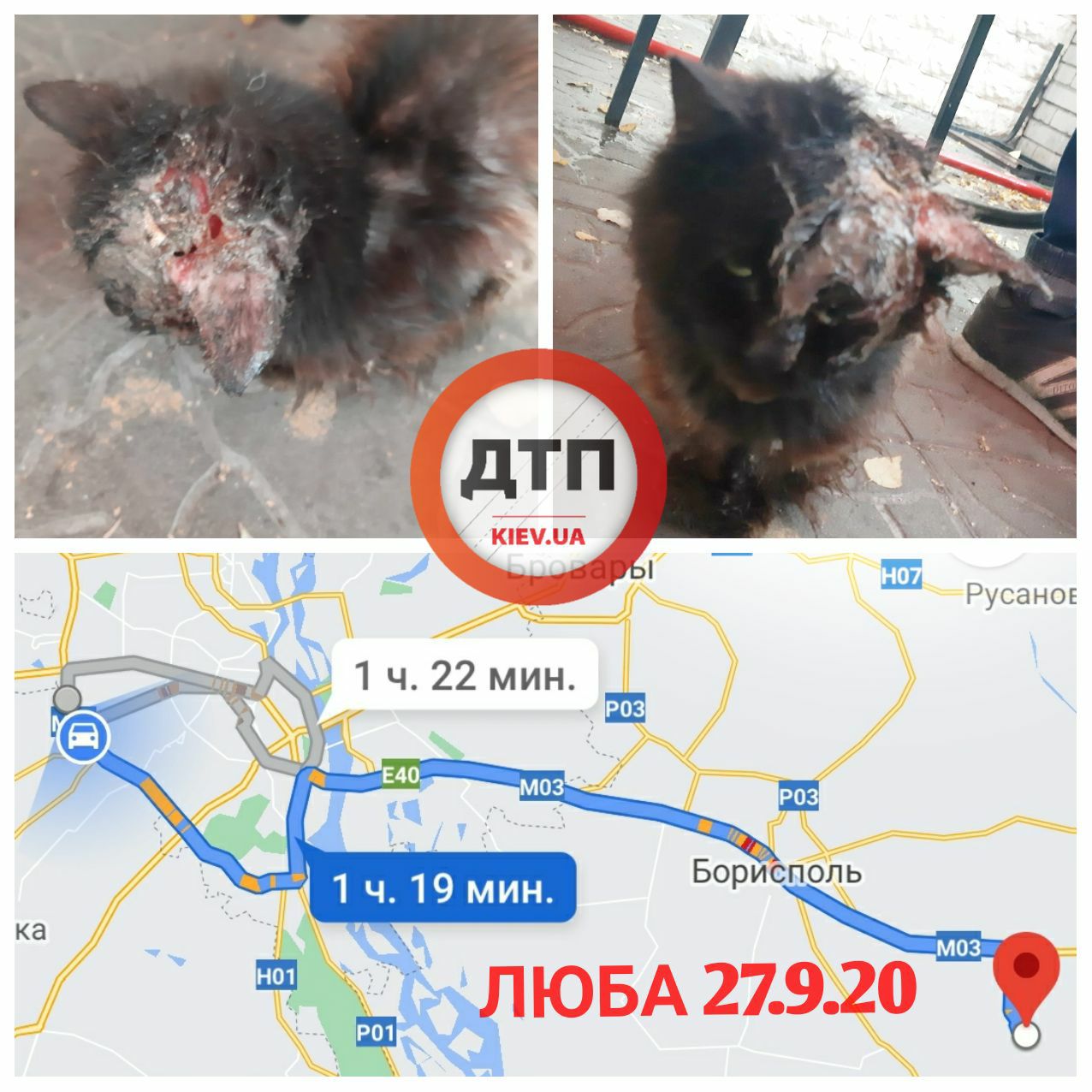 В Киевской области собаки порвали кошку: помогите спасти