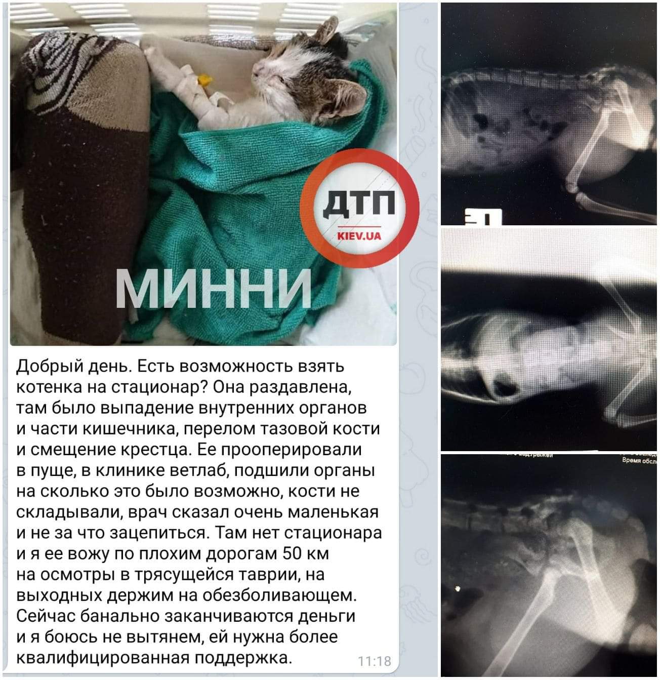 На Киевщине автомобиль сбил котёнка - с переломами таза и травмами внутренних органов доставлен в клинику: сбор средств на лечение