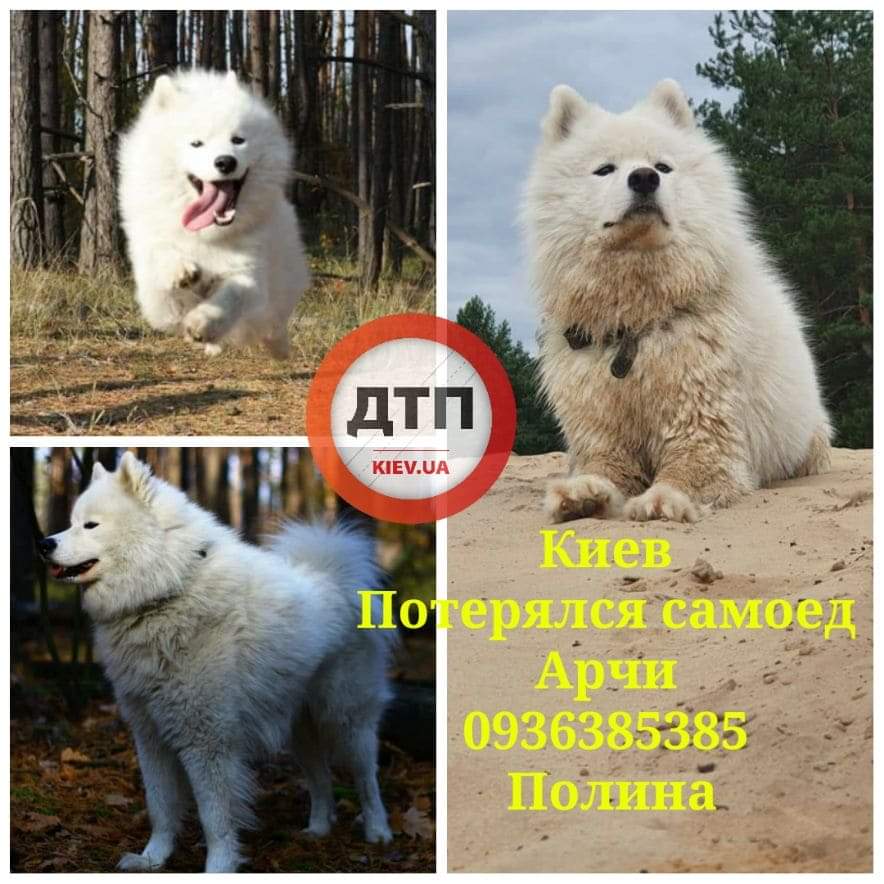 В Киеве в районе Куреневского кладбища убежала собака породы самоедской лайки по кличке Арчи