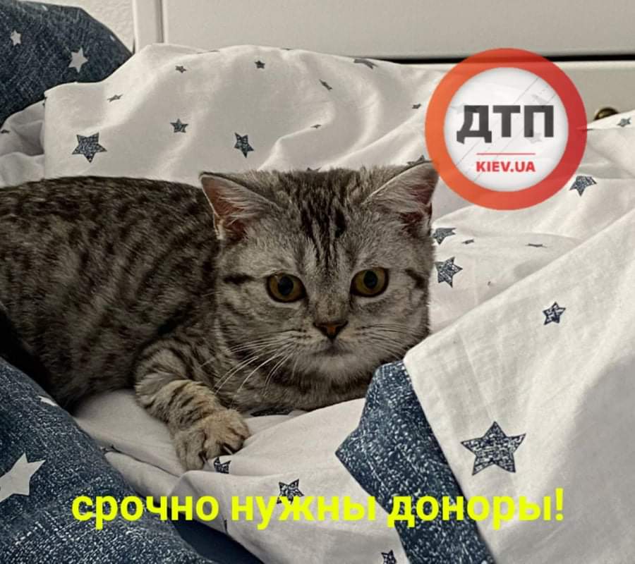 В Киеве коту по кличке Брюс срочно нужны доноры крови группы А