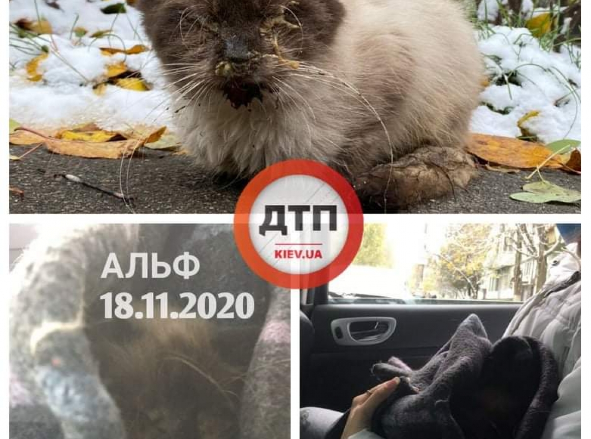 Спасаем замёрзшего полуживого кота