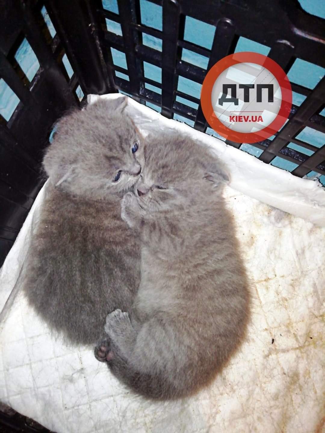 Спасённые в ходе операции беременная кошка с котятами растут как на дрожжах