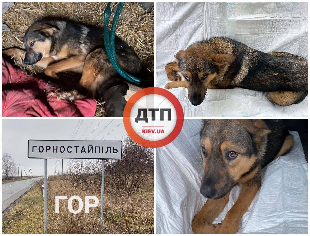 Спасательная операция: сбитый под Горностайполем пес уже в клинике