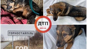 Спасательная операция: сбитый под Горностайполем пес уже в клинике