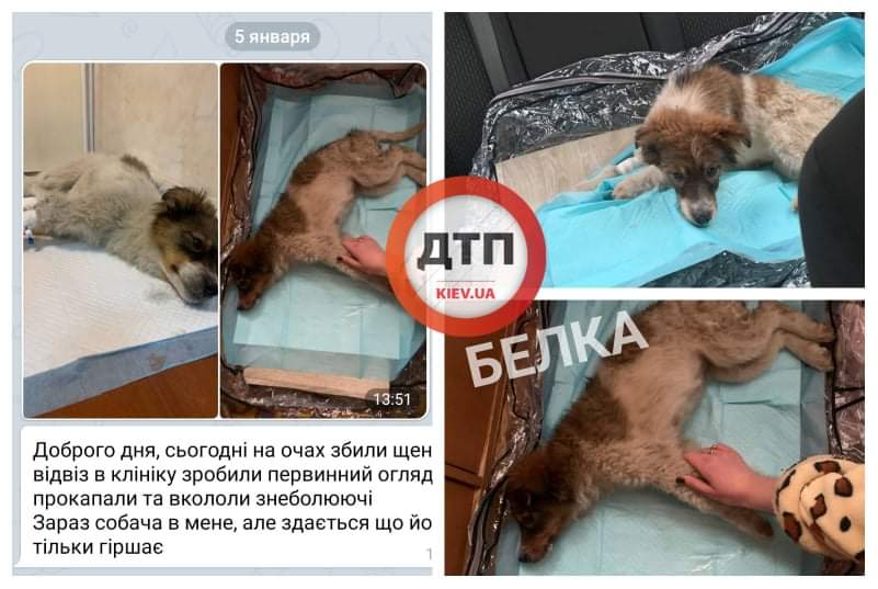 Критическая ситуация: в Киев в РК2 с Белой Церкви везем сбитого щенка Белку, сбила машина, тяжелая травма головы, отек мозга, нестабильное состояние
