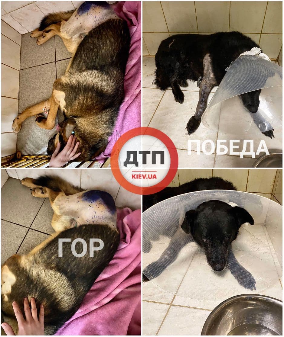 Хорошие новости по двум спасённым после ДТП крупным собакам: обе идут на поправку, предполагается практически полное выздоровление в течение двух – трёх месяцев 