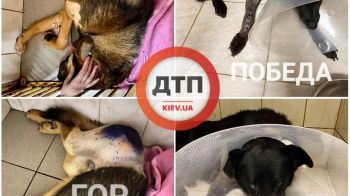 Хорошие новости по двум спасённым после ДТП крупным собакам: обе идут на поправку, предполагается практически полное выздоровление в течение двух – трёх месяцев 