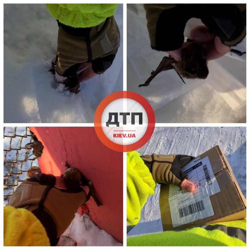 В Киеве на Ревуцкого от холода спасены две краснокнижные летучие мыши