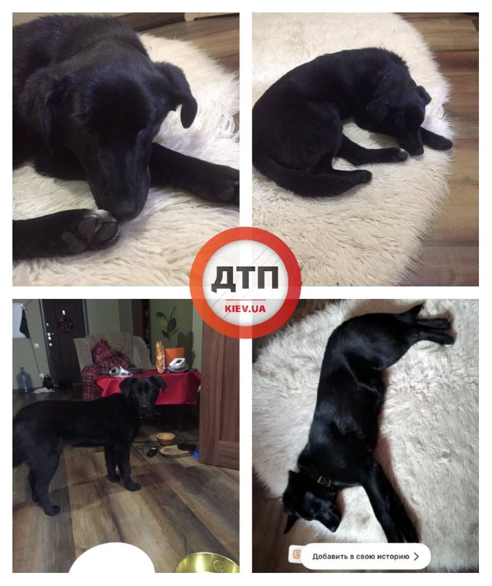 В Киеве на Теремках нашли замёрзшую собаку с ошейником, без чипа и контактов владельцев: помогите найти собаке дом