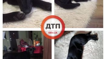 В Киеве на Теремках нашли замёрзшую собаку с ошейником, без чипа и контактов владельцев: помогите найти собаке дом