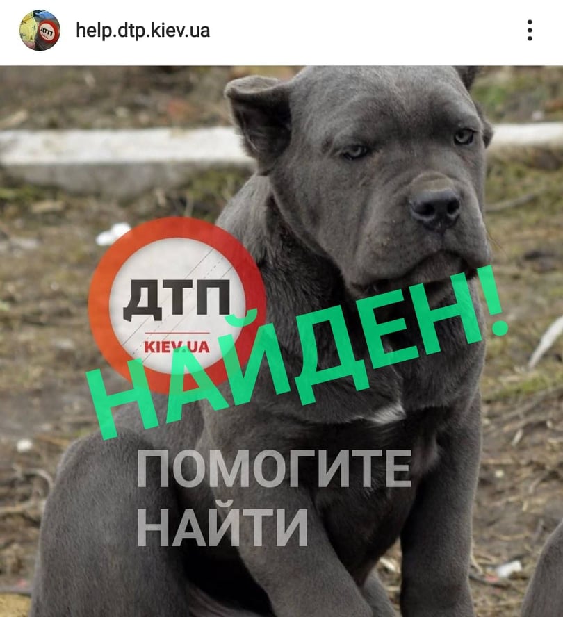 Потерянный вчера в киевской области щенок найден: благодаря читателям и нашему ресурсу, ушло около 16 часов