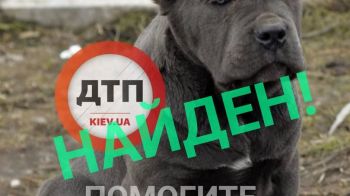 Потерянный вчера в киевской области щенок найден: благодаря читателям и нашему ресурсу, ушло около 16 часов