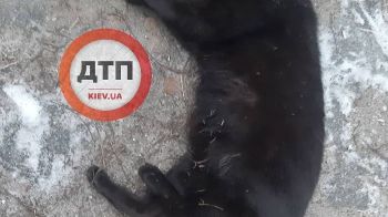 Сбитый кот примерз к асфальту на Варшавской трассе: срочно везем в Бородянку