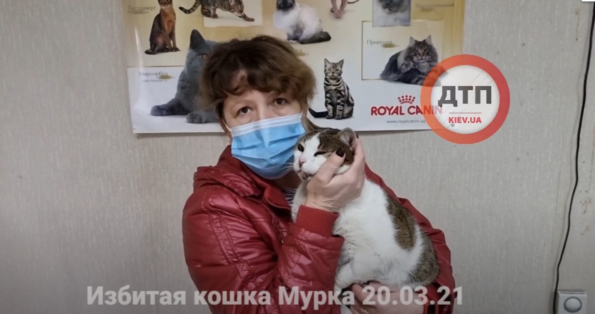 Видео из клиники: Оформили все необходимые материалы в полиции на улице Старовокзальная 12 и приехали в гости к избитой вчера у вокзала кошки Мурке