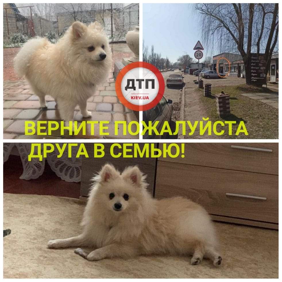 В Киеве пропала собака: последний раз видели в районе улицы Луценко, 10. Помогите найти