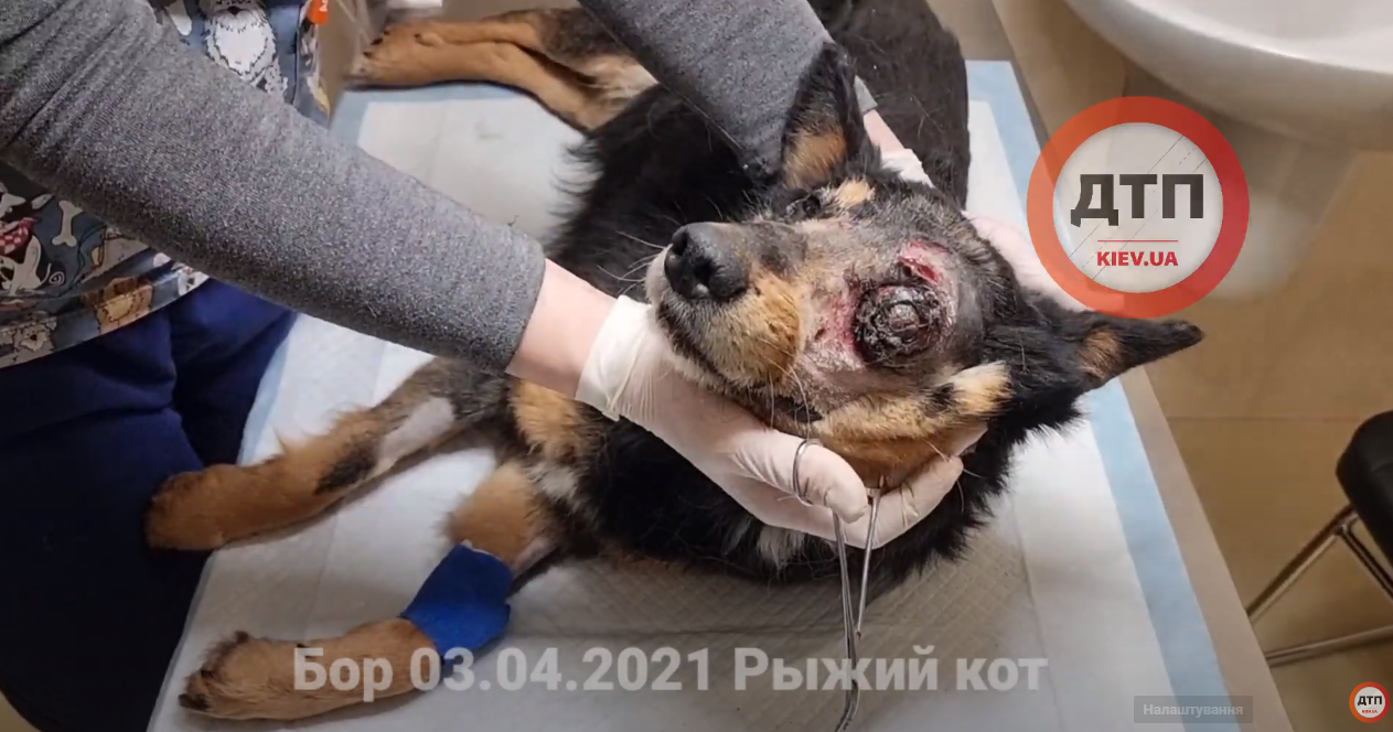 В клинике Рыжий кот спасают бездомного пса Бора из Бородянки: состояние стабилизировано. Видео