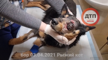 В клинике Рыжий кот спасают бездомного пса Бора из Бородянки: состояние стабилизировано. Видео