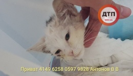 Обновление новостей о состоянии здоровья котенка Фили, которого разодрала собака.